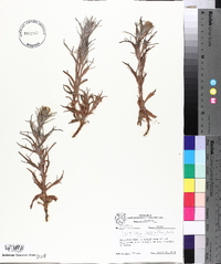 Castilleja sessiliflora image