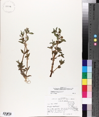 Gratiola virginiana image