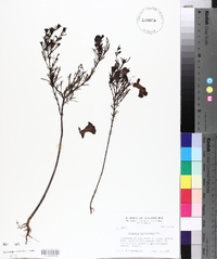 Gerardia fasciculata image
