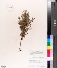 Mecardonia acuminata image