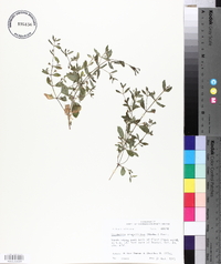 Lindernia dubia var. anagallidea image