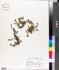 Micranthemum umbrosum image