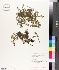 Micranthemum umbrosum image