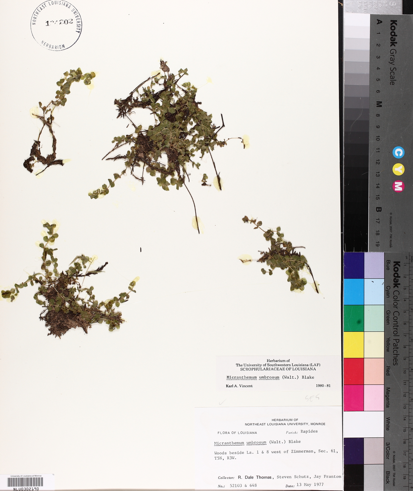 Micranthemum umbrosum image