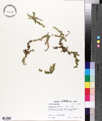 Micranthemum umbrosum image