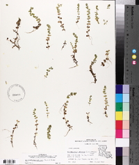 Micranthemum umbrosum image