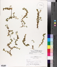 Micranthemum umbrosum image