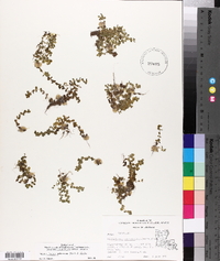 Micranthemum umbrosum image