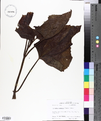 Paulownia tomentosa image