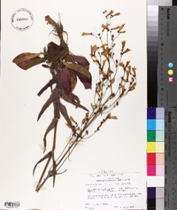 Penstemon laxiflorus image