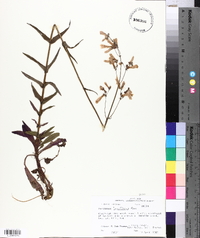 Penstemon laxiflorus image