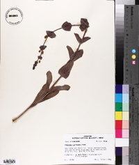 Penstemon murrayanus image