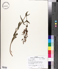 Penstemon tenuis image