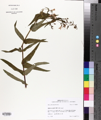 Penstemon tenuis image