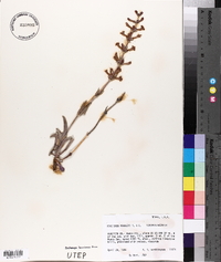 Penstemon fendleri image