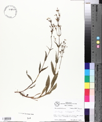 Penstemon arkansanus image