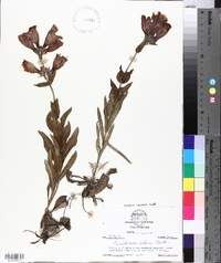 Penstemon cobaea image