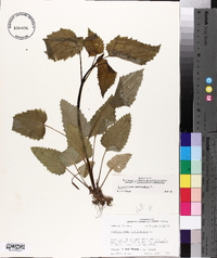 Scrophularia marilandica image