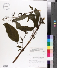 Scrophularia marilandica image