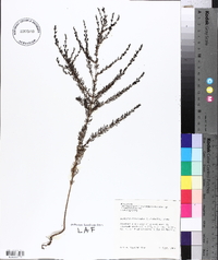 Seymeria cassioides image