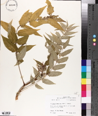 Ailanthus altissima image