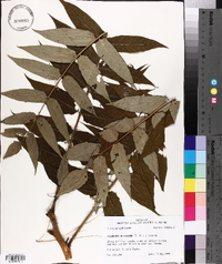 Ailanthus altissima image