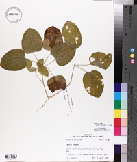 Smilax ecirrhata image