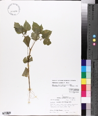 Physalis cordata image