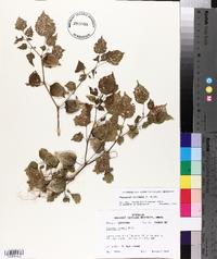 Physalis cordata image