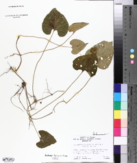 Lycianthes asarifolia image