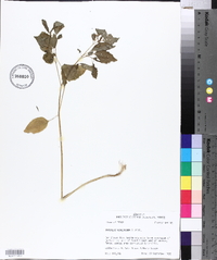 Physalis virginiana image