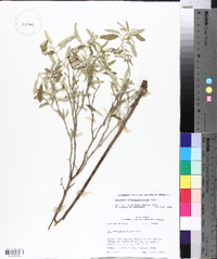 Solanum elaeagnifolium image