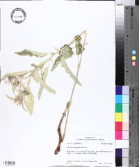 Solanum elaeagnifolium image