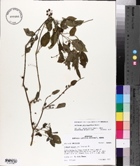 Solanum ptychanthum image