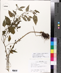 Solanum ptychanthum image