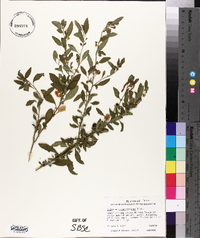 Solanum capsicastrum image
