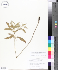 Solanum elaeagnifolium image