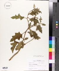 Solanum dimidiatum image