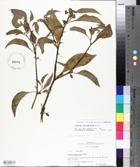 Solanum ptychanthum image