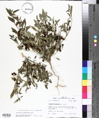 Solanum ptychanthum image