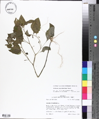 Solanum ptychanthum image