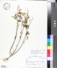 Solanum ptychanthum image