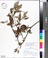 Solanum ptychanthum image