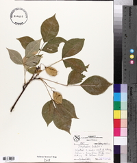 Staphylea trifolia image