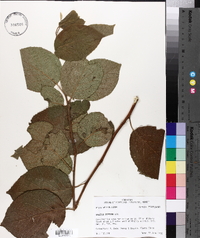 Halesia diptera image