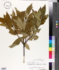 Symplocos tinctoria image