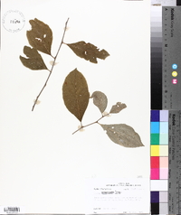 Styrax americanus image