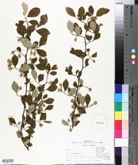 Styrax americanus image