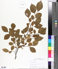 Styrax americanus image