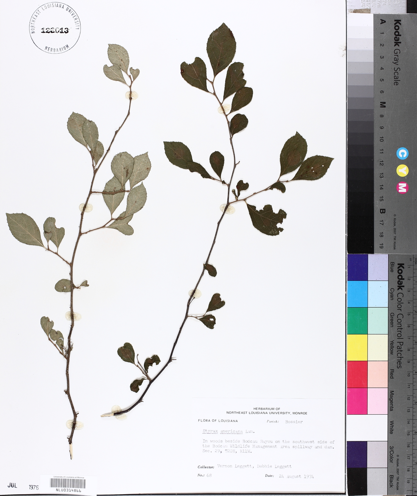 Styrax americanus image